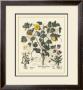 Besler Floral Vi by Basilius Besler Limited Edition Pricing Art Print