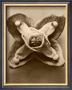 Sepia Botany Study V by Karl Blossfeldt Limited Edition Print