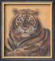 Safari Tiger by Ann Walker Limited Edition Print