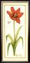 Tulip Gesture I by Jennifer Goldberger Limited Edition Pricing Art Print