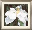 Magnolia Study by Ginny Chenet Limited Edition Print