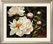 White Peony by Diann Haist Limited Edition Pricing Art Print