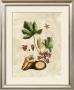 Buchoz Exotics Iii by Pierre-Joseph Redoute Limited Edition Pricing Art Print