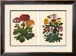 Pansy And Primrose by A. J. Wendel Limited Edition Print