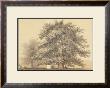 American Sycamore by Able Hotchkiss Limited Edition Print