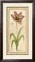 Dusty Tulip Gesture I by Jennifer Goldberger Limited Edition Pricing Art Print