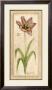 Dusty Tulip Gesture I by Jennifer Goldberger Limited Edition Print