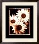 Beautiful Flower Iv by Gerard Van Hal Limited Edition Pricing Art Print