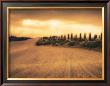 Cypress Study - Tuscany by Jamie Cook Limited Edition Print
