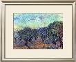 The Olive Grove, C.1889 by Vincent Van Gogh Limited Edition Print