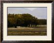 Chamberino Orchards Midday by Marc Bohne Limited Edition Print