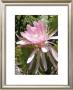 Pink Flower by Dave Palmer Limited Edition Pricing Art Print