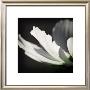 Reflective Petals by Elin Hedstrom Limited Edition Print