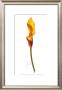 Yellow Calla by Jay Schadler Limited Edition Pricing Art Print