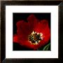 Shimmering Tulips Ii by Renee Stramel Limited Edition Print