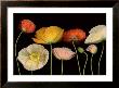 Poppy Garden I by Pip Bloomfield Limited Edition Print