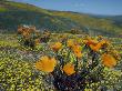 Wild Poppies, Antelope Valley, California, United States Of America, North America by Jon Hart Gardey Limited Edition Pricing Art Print