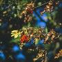 Red Berries On A Rowan Tree With Dry And Brown Leaves by Inge Ekstrom Limited Edition Pricing Art Print