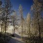 Frozen Trees In Varmland, Sweden by Mikael Andersson Limited Edition Print