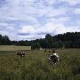 Cows Grazing In A Field by Otmar Thormann Limited Edition Print