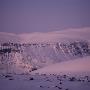 Group Of Animals Walking On A Snow Covered Field by Par Domeij Limited Edition Print