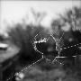 Broken Window by Tommy Olofsson Limited Edition Print