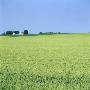 A Corn Field, Sweden by Lars Dahlstrom Limited Edition Print