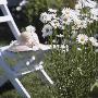 Ox-Eye Daisies In The Garden by Harry Dittmer Limited Edition Print