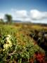 Dry Branch Of A Bush, Iceland by Atli Mar Limited Edition Pricing Art Print