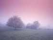 Trees And A Windmill On A Misty And A Cold Day by Anders Tukler Limited Edition Pricing Art Print