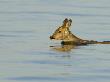 Swimming Roe Deer, Sweden by Berndt-Joel Gunnarsson Limited Edition Print