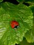 A Ladybird On A Leaf by Jann Lipka Limited Edition Print