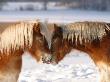 Two Icelandic Horses In Sweden by Jorgen Larsson Limited Edition Print