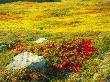 Close-Up Of Rocks In A Field by Jorgen Larsson Limited Edition Print