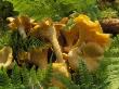 Close Up Of Chanterelles Mushrooms And Fern by Jorgen Larsson Limited Edition Print