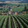 Champagne Vineyard by Joe Cornish Limited Edition Print