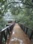 Casa Araras, Brazil, Entrance Walkway, Architect: Marcio Kogan by Alan Weintraub Limited Edition Print