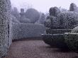 Parsonage, Worcestershire - Frosted Topiary Hedges Beside The Drive Topped By Peacocks, Winter by Clive Nichols Limited Edition Pricing Art Print