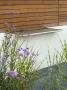 Minimalist Garden By Wynniatt-Husey Clarke: Water Feature, Verbena Bonariensis, Miscanthus Zebrinus by Clive Nichols Limited Edition Pricing Art Print