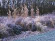 Frosty Grass Border Beside The Canal, With Swan Sculptures, Stipa Tenuissima, Miscanthus Graziella by Clive Nichols Limited Edition Print