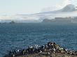 Chinstrap Penguins, Aitcho Island, Antarctica by Natalie Tepper Limited Edition Print