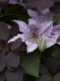 Flower Details - Clematis by Richard Bryant Limited Edition Pricing Art Print
