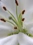 Flower Details - Lillium by Richard Bryant Limited Edition Pricing Art Print