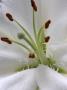 Flower Details - Lillium by Richard Bryant Limited Edition Print