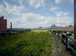 Derelict High Line Railroad, West Side, Manhattan, New York, Hi-Line by Wade Zimmerman Limited Edition Print