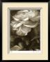Twilight Ranunculus by Donna Geissler Limited Edition Print