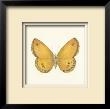 Butterfly V by Sophie Golaz Limited Edition Print