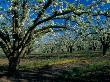 Cherry Blossom Orchard Near Hood River, Oregon, Usa by Julie Eggers Limited Edition Pricing Art Print