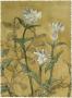 Etched Floral I by Megan Meagher Limited Edition Print