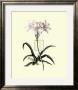 Lilio-Narcissus by Georg Dionysius Ehret Limited Edition Pricing Art Print